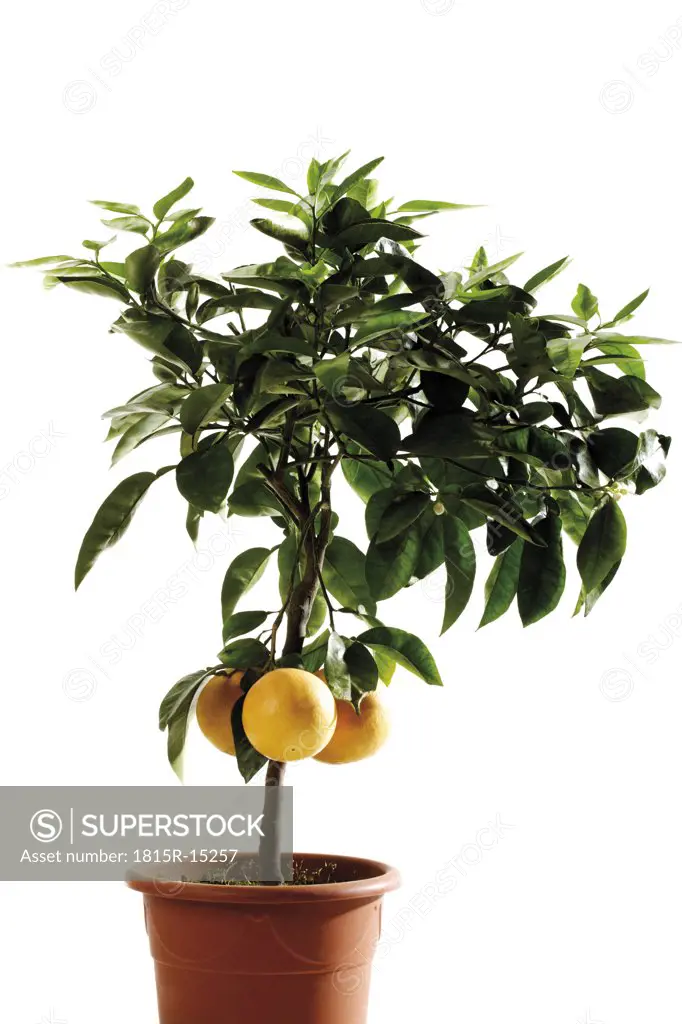 Potted grapefruit tree (Citrus maxima), close-up