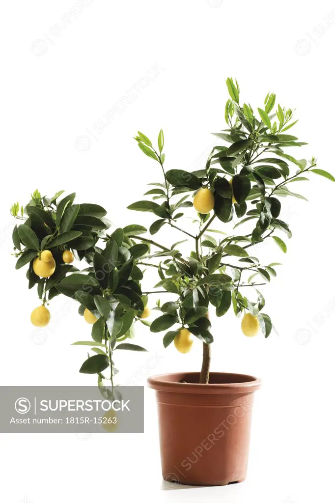 Potted limequat tree (Eustis Limequat), close-up