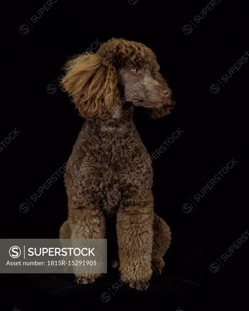 Brown poodle sitting in front of black background
