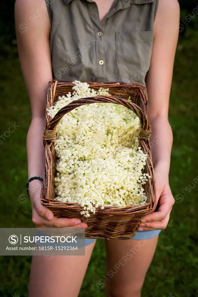 Girl holding basket of picked elderflowers, partial view