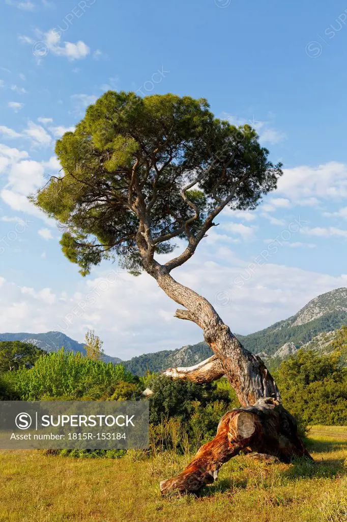 Turkey, Lycia, Conifer in Olympos National Park