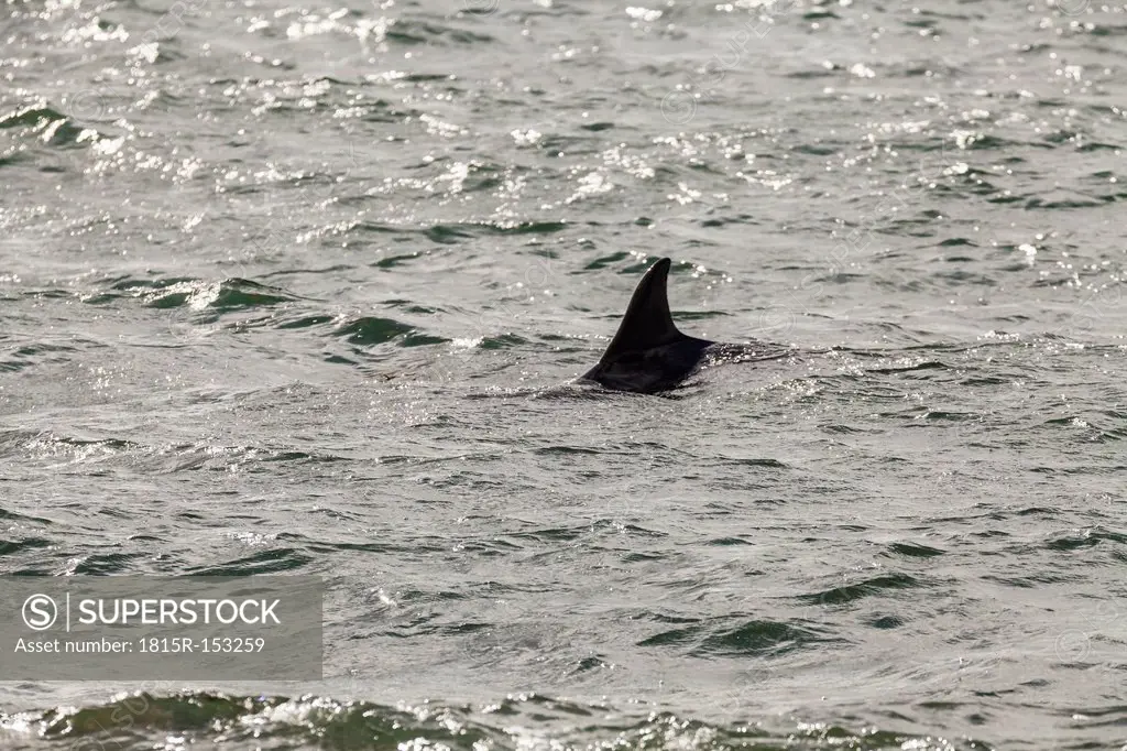 Irland, Fin of dolphin