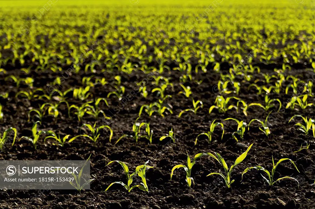 Germany, Bavaria, Holzen, Young maize plants in field