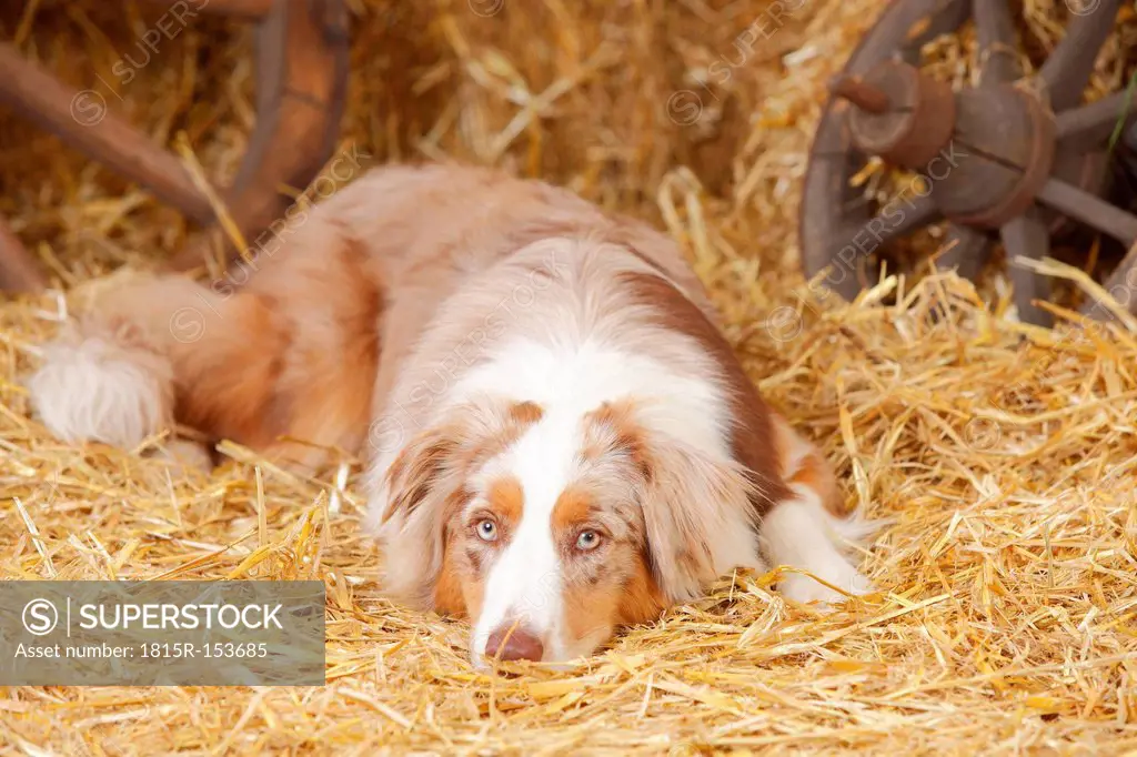 Australian Shepherd lying at hay