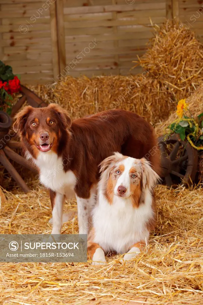 Two Australian Shepherd at hay