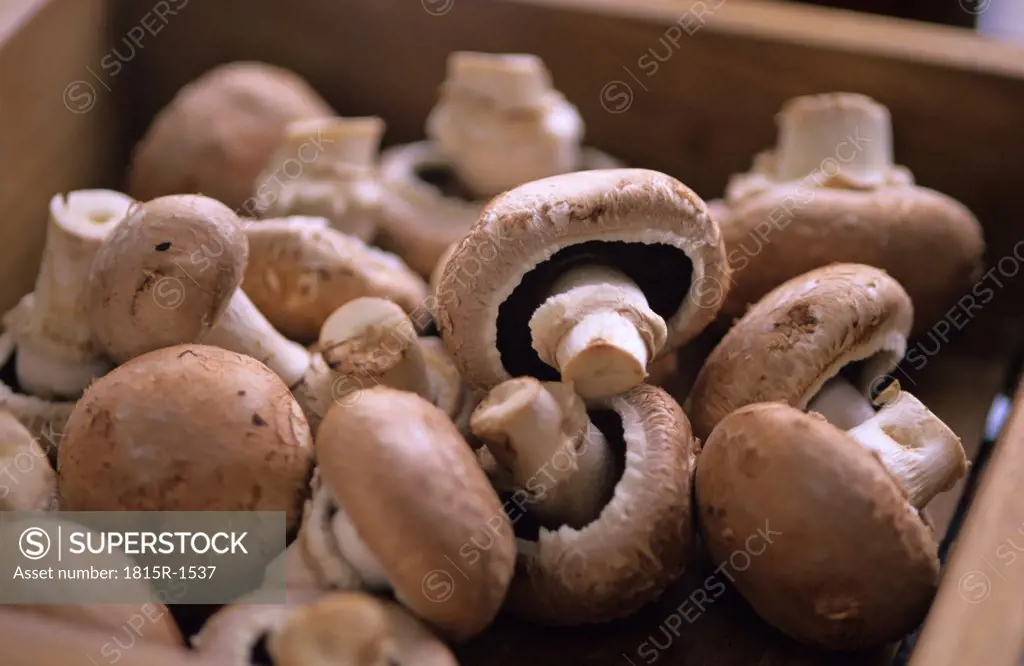 Champignons, mushrooms in box, close up