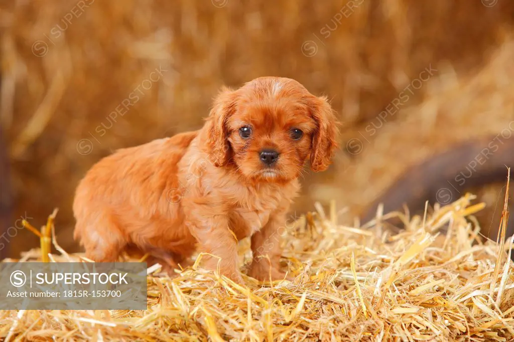 Cavalier King Charles spaniel puppy standing at hay