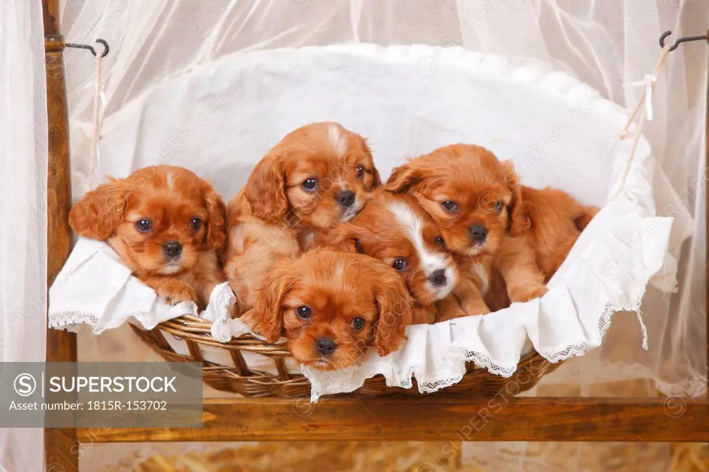 Cavalier King Charles Spaniel puppies lying in a basket