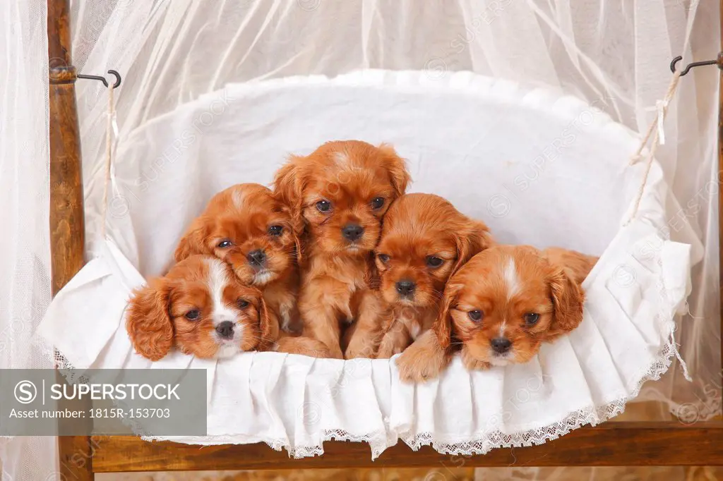 Cavalier King Charles Spaniel puppies lying in a basket
