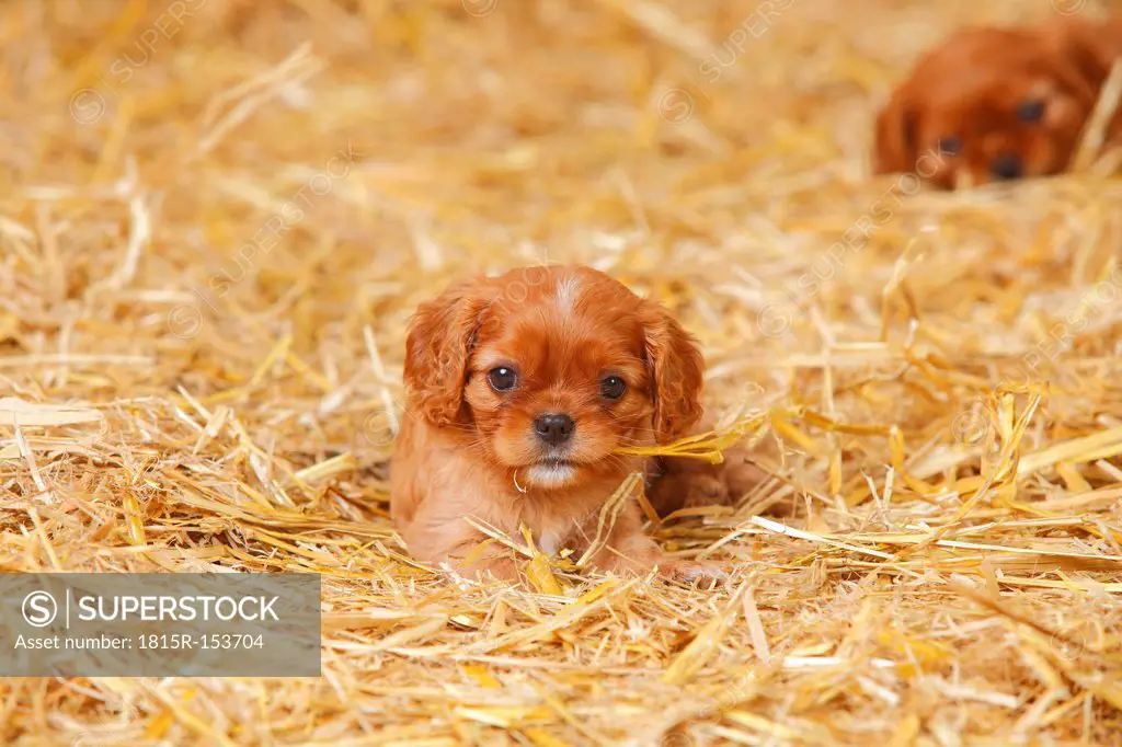 Two Cavalier King Charles spaniel puppies at hay