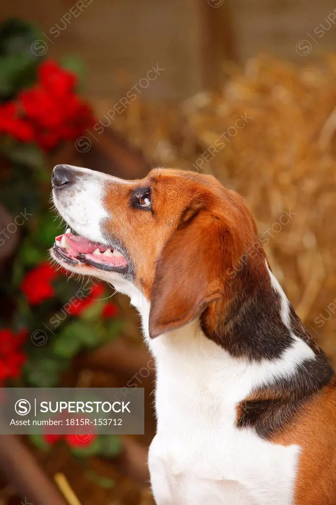 Portrait of beagle, close-up