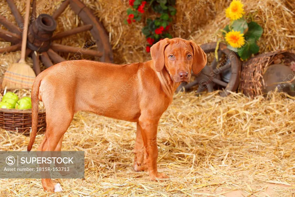 Rhodesian Ridgeback puppy standing at hay