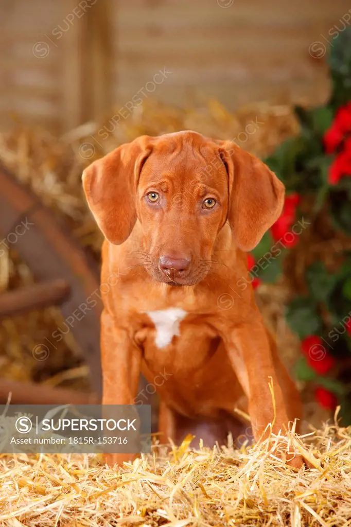 Portrait of Rhodesian Ridgeback puppy sitting at hay