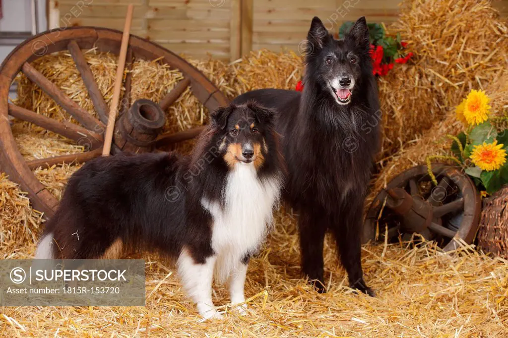 Sheltie, Shetland Sheepdog and Groenendael, Belgian Shepherd Dog standing at hay