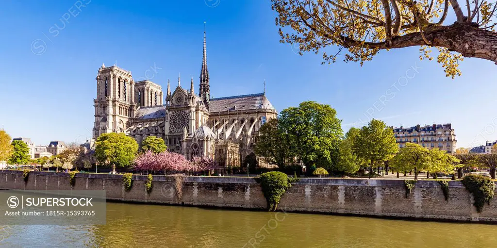 France, Paris, Notre Dame Cathedral at cherry blossom