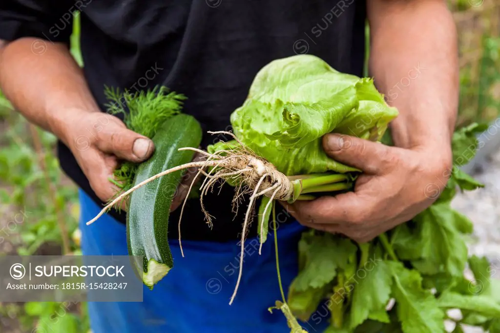 Close-up of man holding garden vegetables