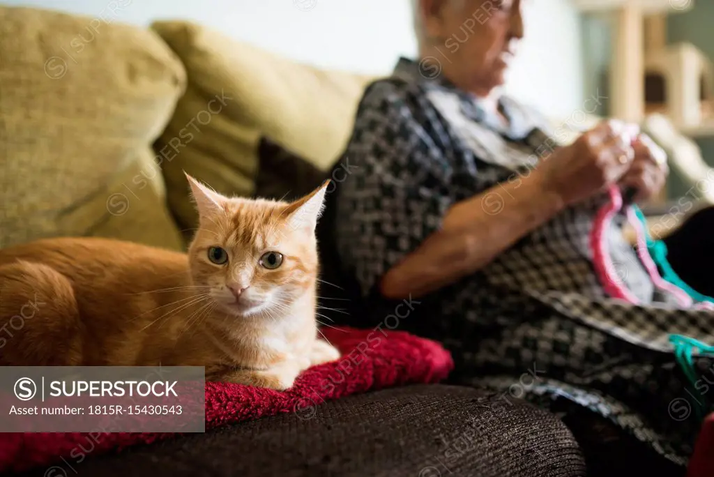 Portrait of cat on the couch with senior woman crocheting in the background