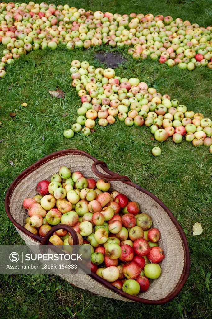 Germany, Schleswig-Holstein, Apples in meadow