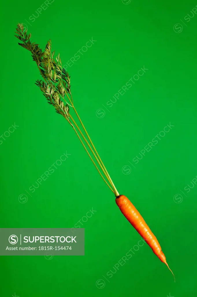 Single carrot (Daucus carota), studio shot