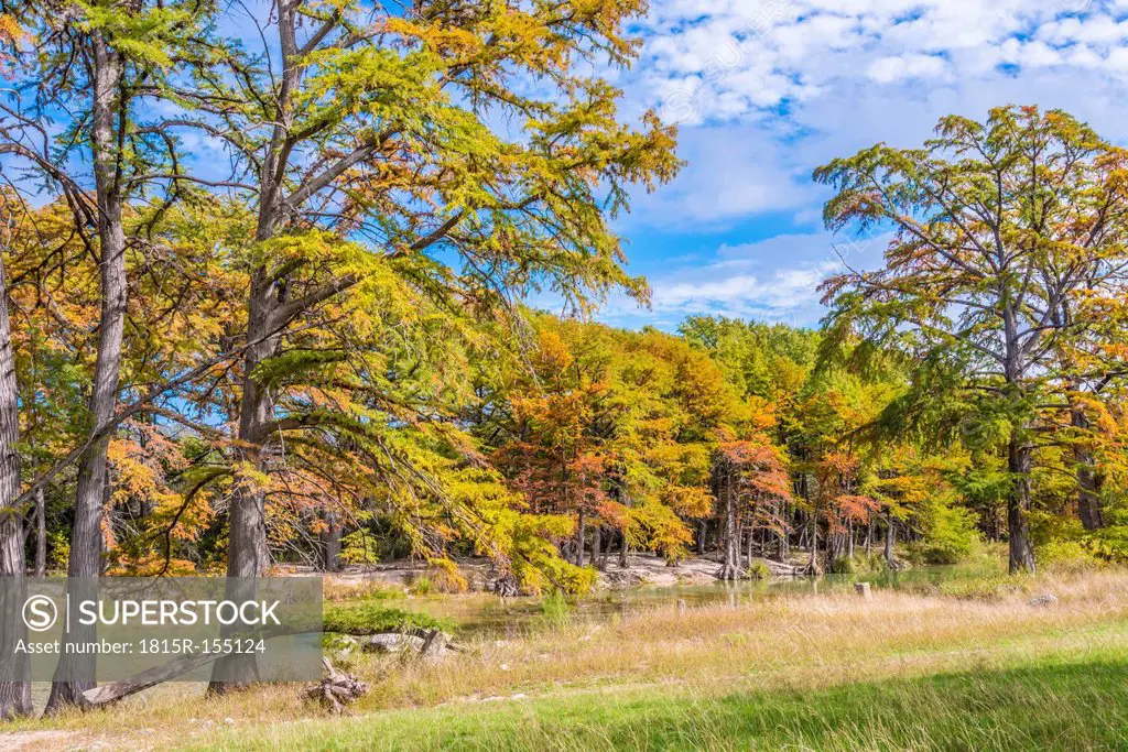 USA, Texas, Concan, Texas Hill Country landscape at autumn, Cypress trees at the Frio River at Garner State Park
