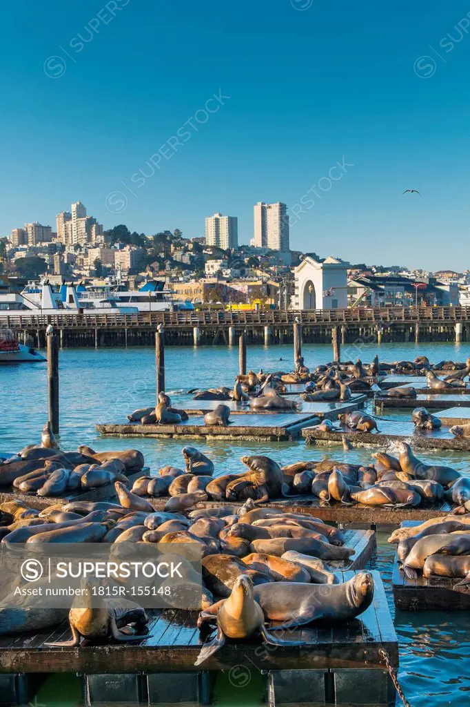 USA, California, San Francisco, sea lions lying on pier