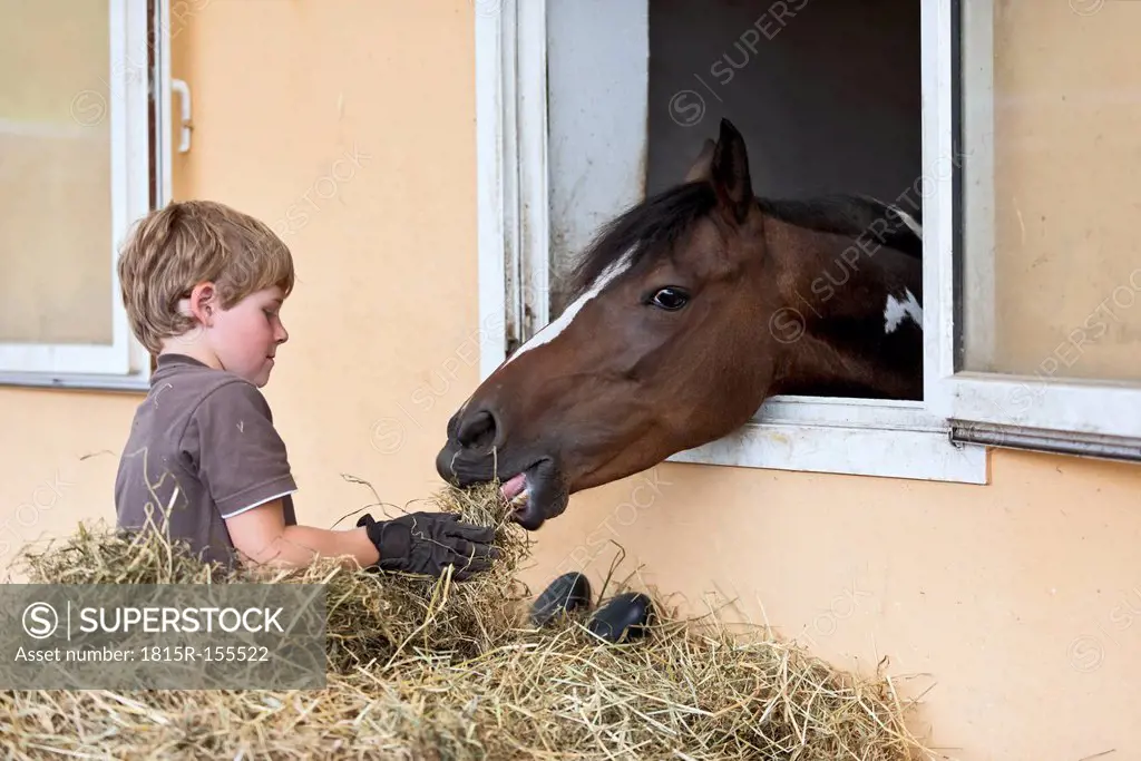 Germany, NRW, Korchenbroich, Boy feeding horse in stable