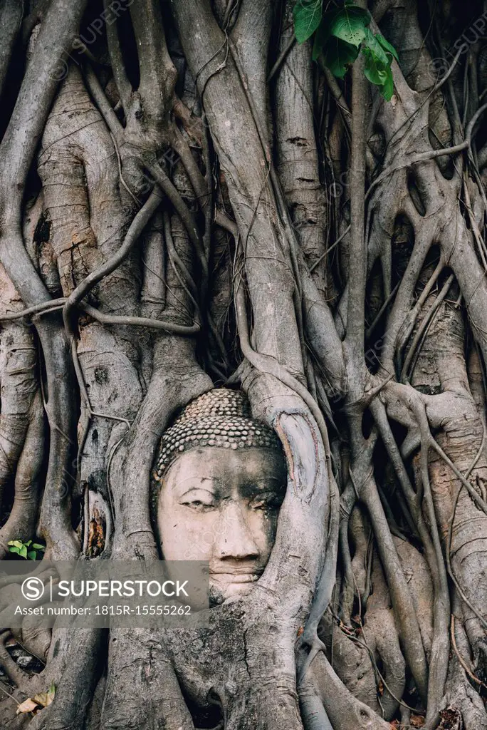 Thailand, Ayutthaya, Buddha head in between tree roots at Wat Mahathat