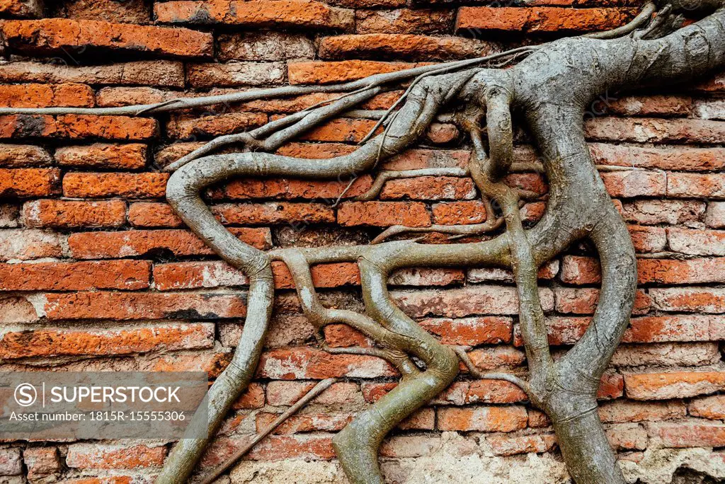Thailand, Ayutthaya, Roots climbing through a brick wall at Wat Mahathat