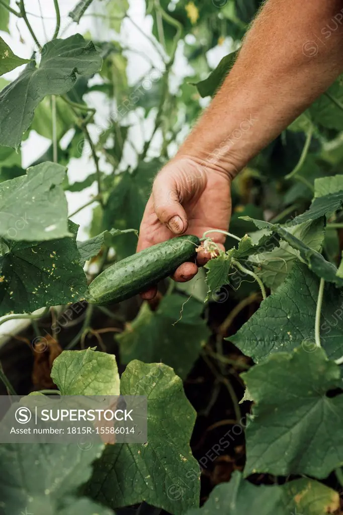 Mature man, gardener in greenhouse, hand holding cucumber