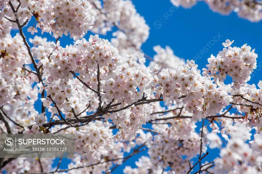 Hokkaido, Hakodate, Hakodate park, Cherry blossoms, close up