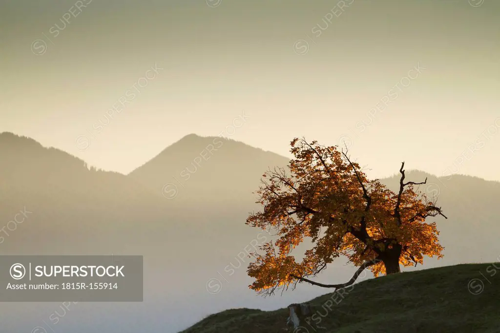 Austria, Tyrol, Inn valley, autumn tree