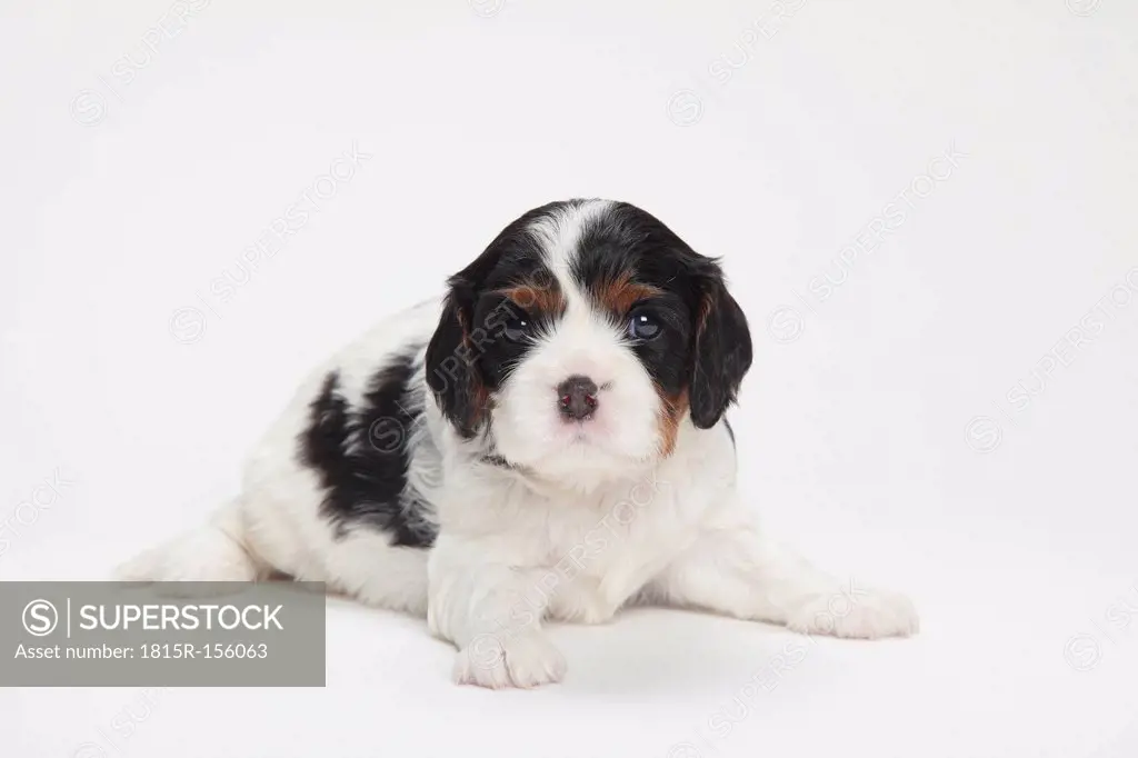 Cavalier King Charles spaniel puppy lying in front of white background