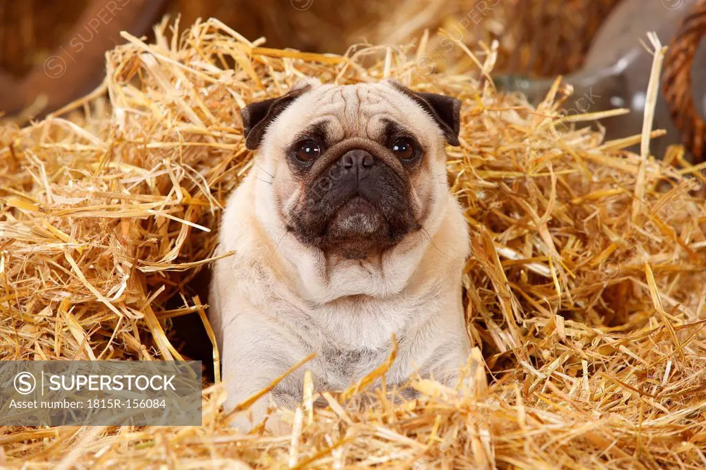 Pug covered with straw