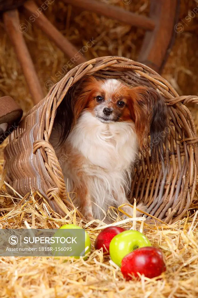 Papillon sitting in a basket