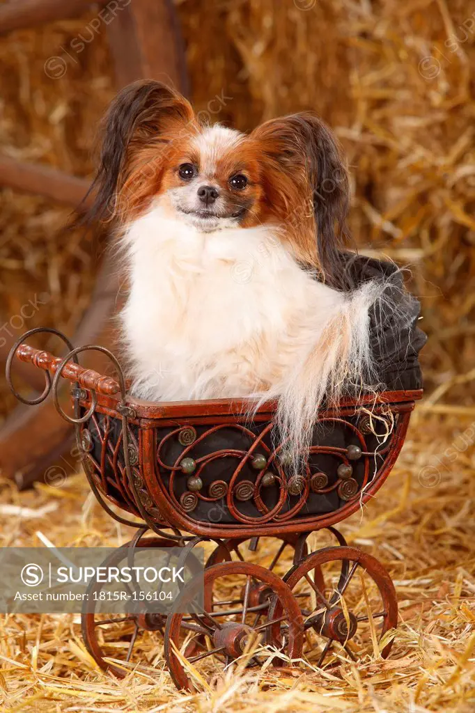 Papillon sitting in tiny doll carriage