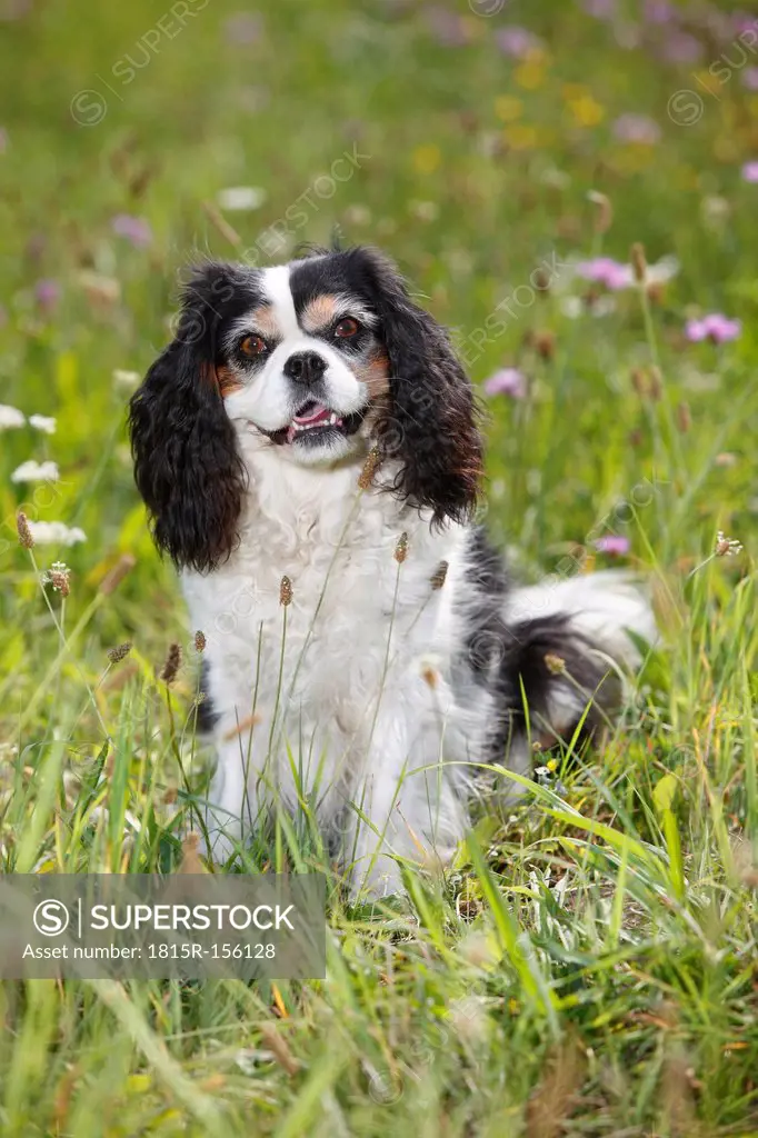 Cavalier King Charles spaniel sitting in a meadow
