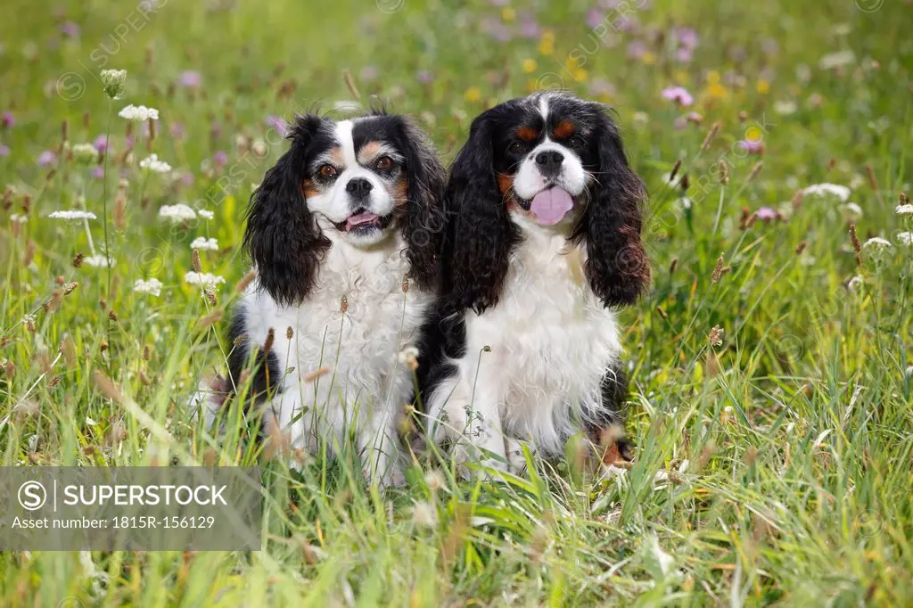 Two Cavalier King Charles spaniels sitting in a meadow