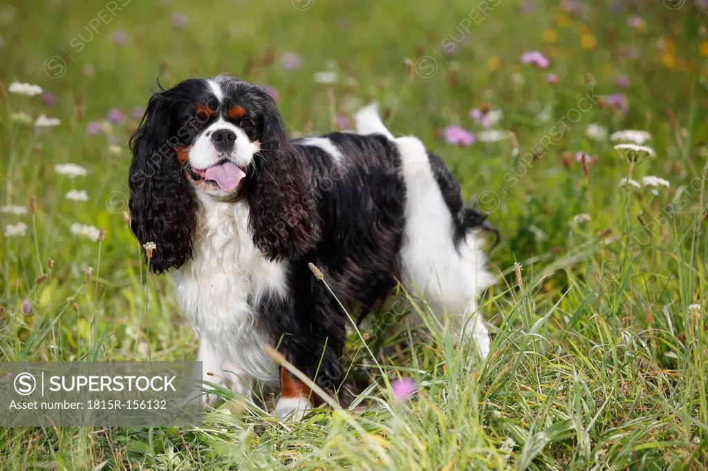Cavalier King Charles spaniel standing in a meadow