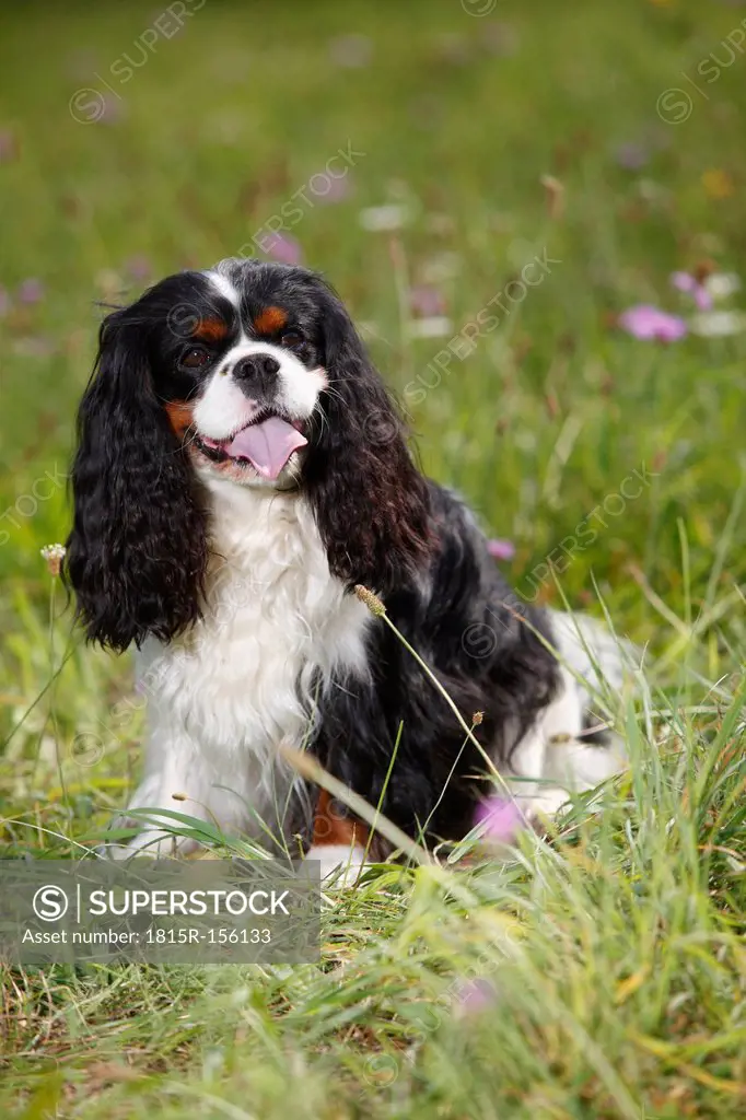 Cavalier King Charles spaniel sitting in a meadow