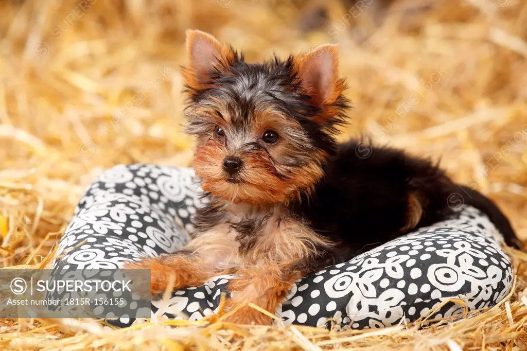 Yorkshire Terrier, puppy, lying on a cushion at hay