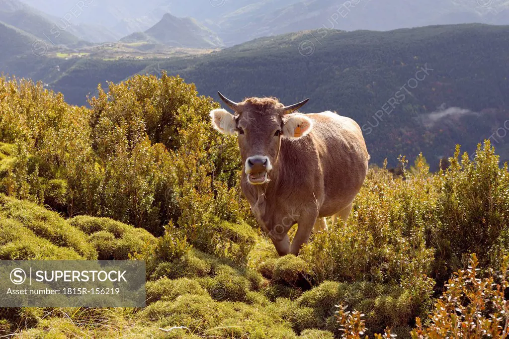 Spain, Pyrenees, Ordesa y Monte Perdido National Park, Cow near Nerin