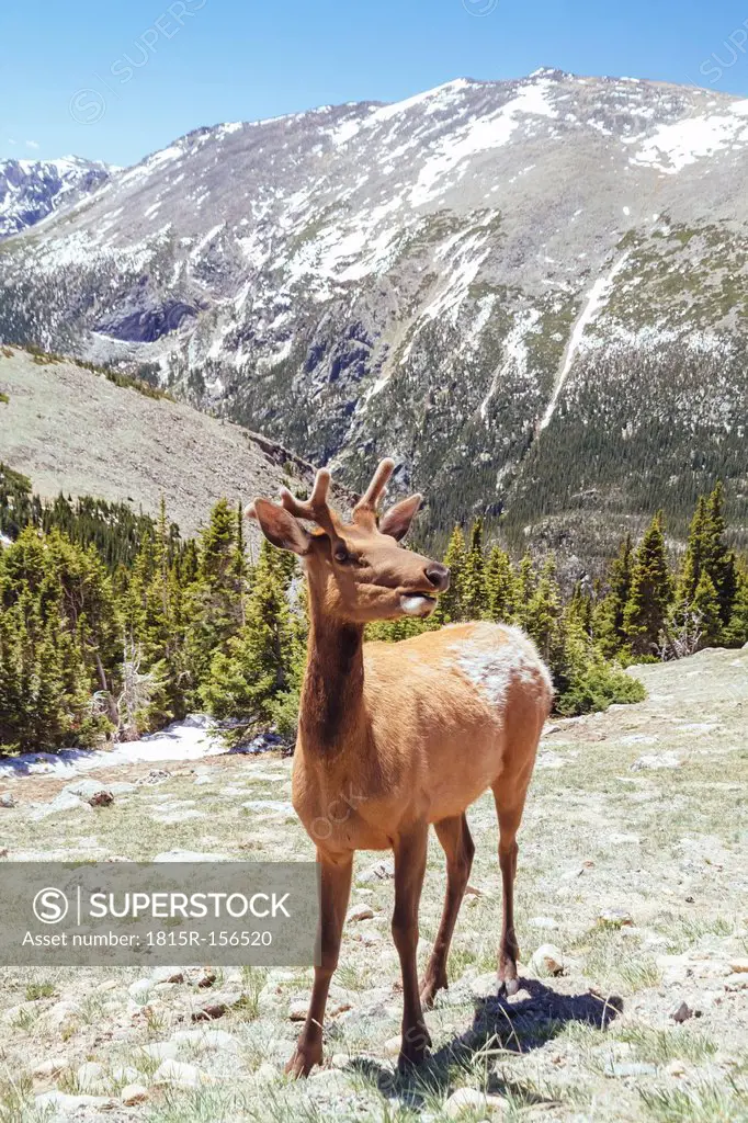 USA, Colorada, elk at Rocky Mountain National Park