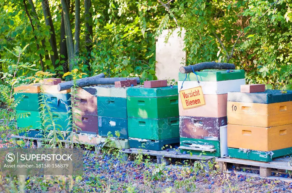 Germany, Saxony, beehives at botanical garden