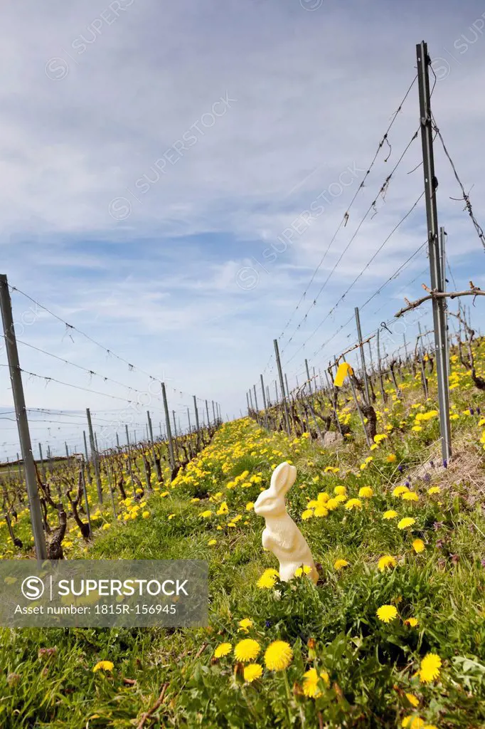 Switzerland, Lac Leman, Easter Bunny in the vineyards of Lavaux
