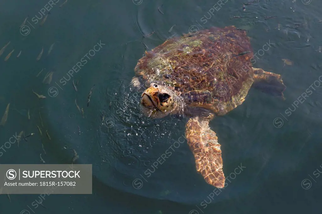 Turkey, Dalyan, Loggerhead turtle (Caretta caretta) in water