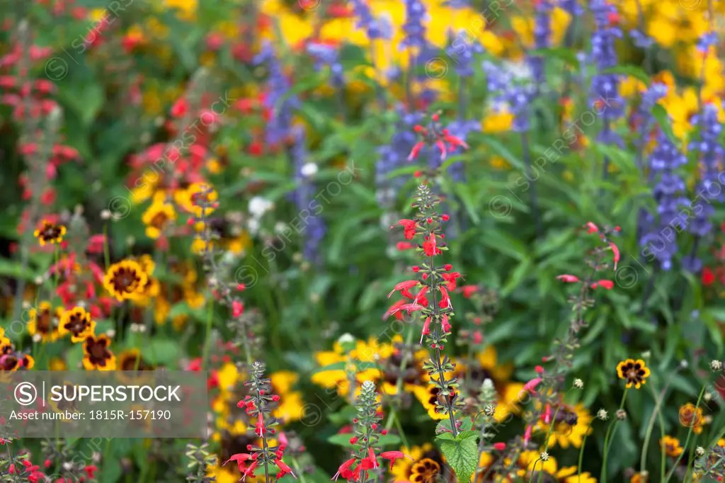 Variations of Salvia and tickseed (Coreopsis) in flower bed