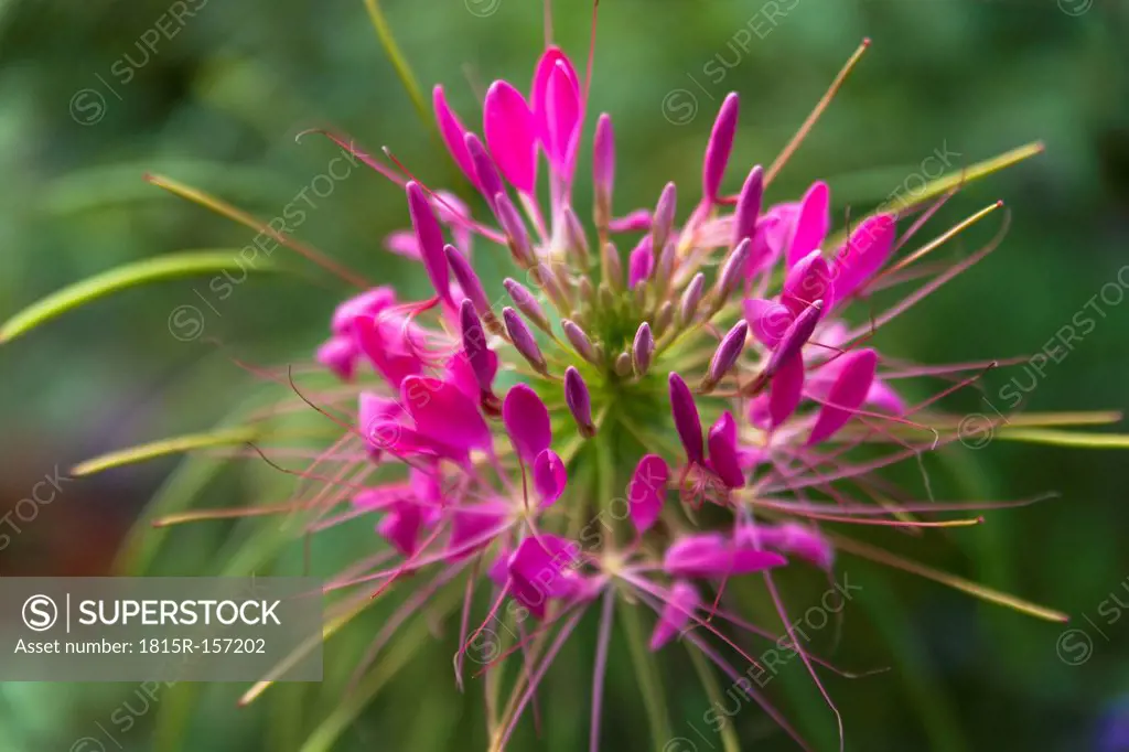 Spider flower (Cleome spinosa)