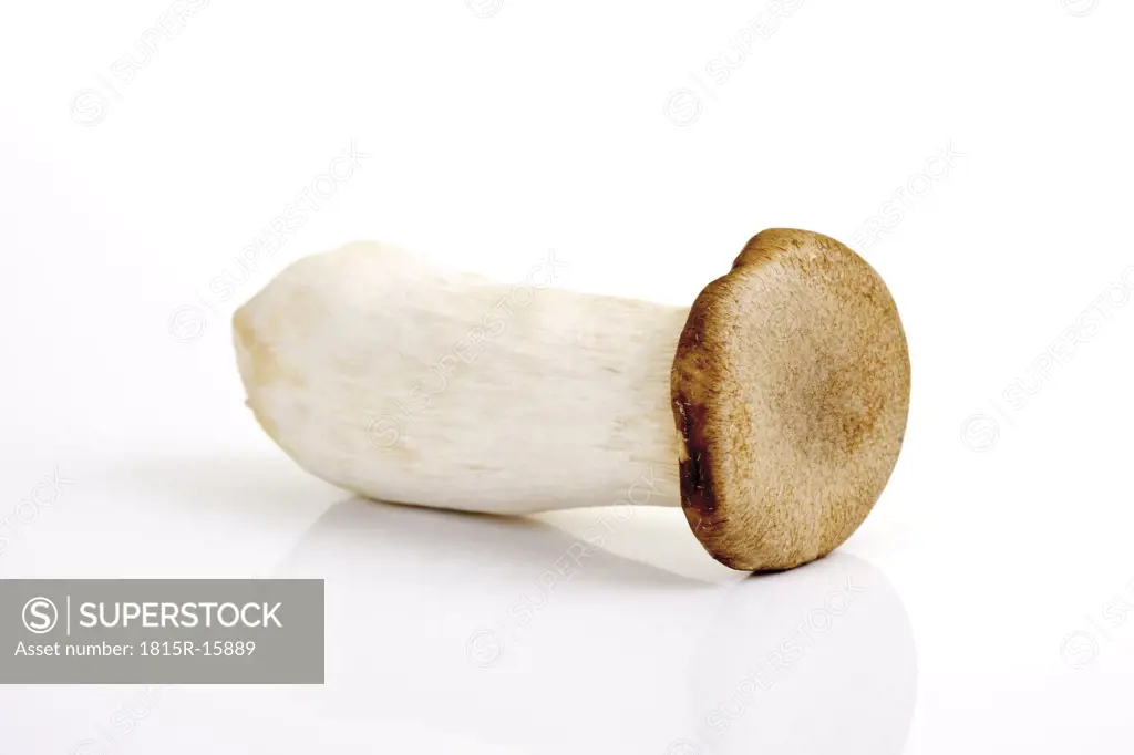 King trumpet mushroom (Pleurotus eryngii)