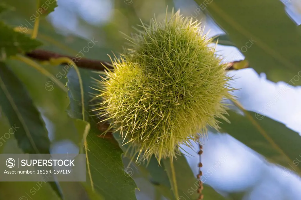 Italy, South Tyrol, Sweet chestnut on tree
