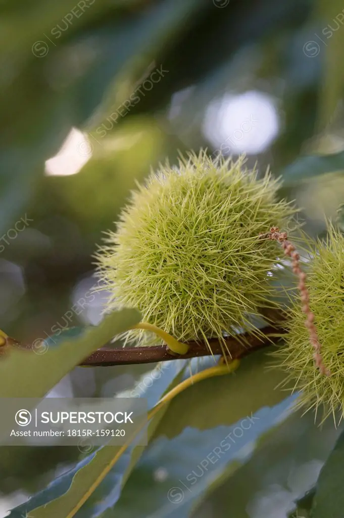 Italy, South Tyrol, Sweet chestnut on tree